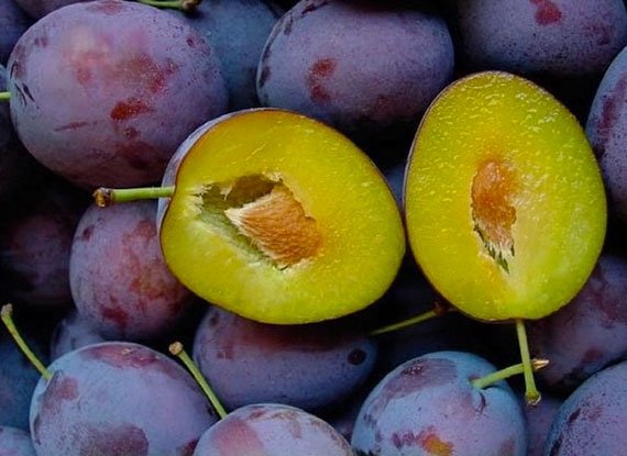 Cлива Президент