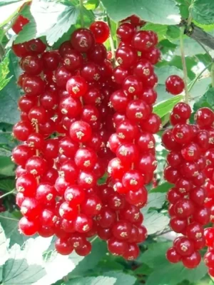 Цукрова смородина (порічка-червона, ранній сорт)