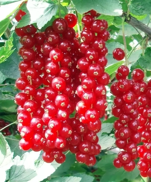 Цукрова смородина (порічка-червона, ранній сорт)