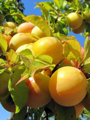 d29dc0354ec583678dfa253093d09a7c.jpg Cлива Біла медова