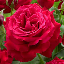 Dame de Coeur (Дам де Кьор)