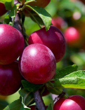 dazh-6667.jpg Гібрид"Компас"(схрещені:слива-вишня колона)