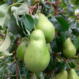 делікор Груша Делікор колона