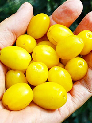 deren-yantarnniy.jpg Кизил "Янтарний" (жовтий)