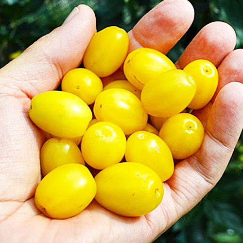 Кизил "Янтарний" (жовтий)