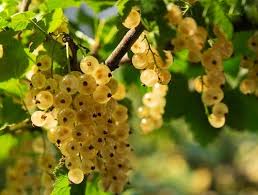 Десертна смородина (Порічка-жовта)