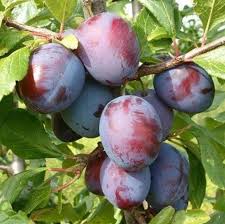 Диплоїдна слива пізня “Лері Енн” Слива Топ Хіт або Леріе, пізній сорт