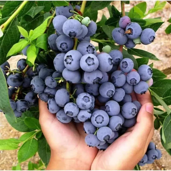 дюк Лохина Дюк