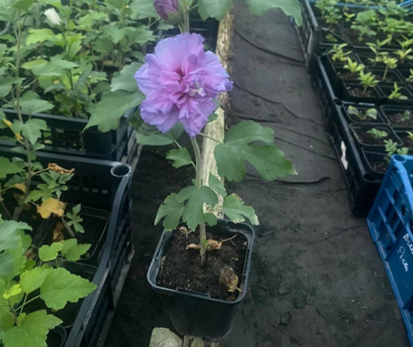 Гібіскус махровий, фіолетовий