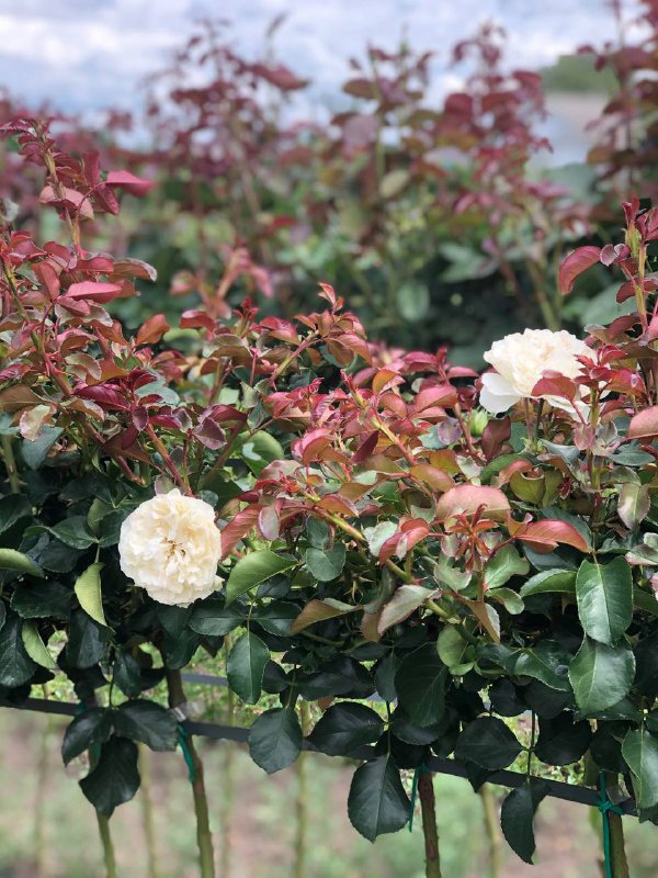 Троянда на штамбі Біла Сенсація