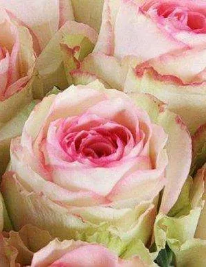 еквадор Троянда Еквадор (Ecvador)