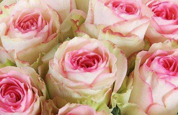 Троянда Еквадор (Ecvador)