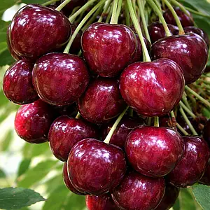 електра2 Черешня"Єлектра"(ранній сорт)