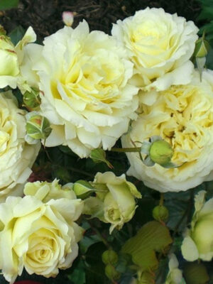 Троянда плетиста Elfe