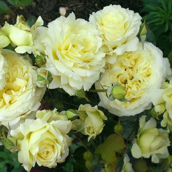 ельф Троянда плетиста Elfe