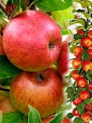 Яблуня "Еліта" колона