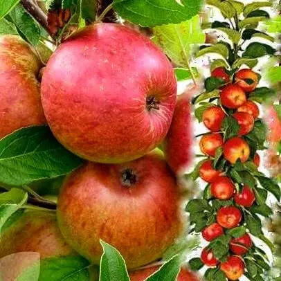 еліта Яблуня "Еліта" колона