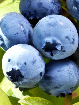 Елізабет лохина