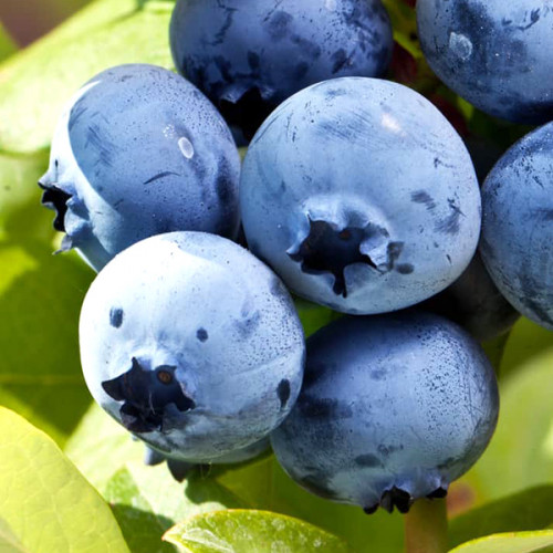 Елізабет лохина