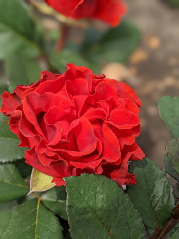 Троянда Ель Торо (El Тoro)