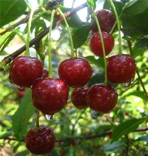 Вишня Ерді Бетермо, середньо-ранній сорт