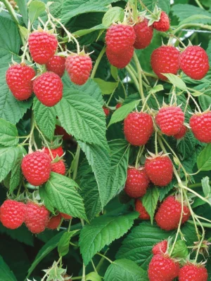 f1d3da5b68c1c5d689733ecd25ef49d7.webp Малинове дерево Крепиш