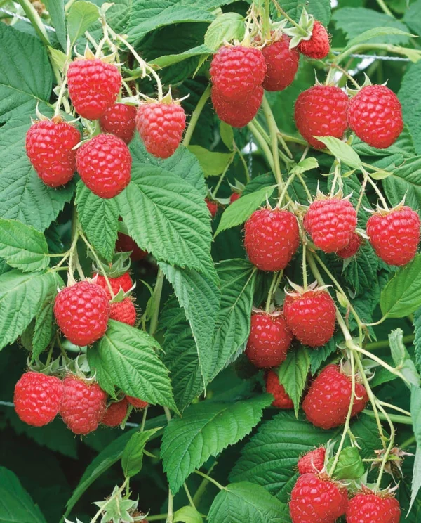 Малинове дерево Крепиш