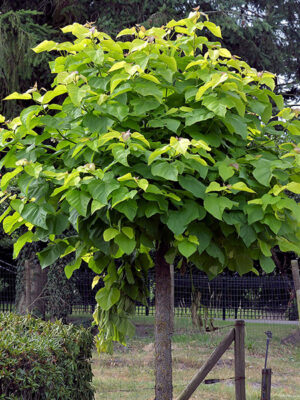 f30370_1.jpg Катальпа