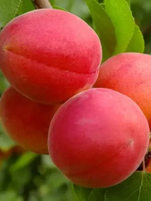 Абрикос "Фарліс",  саджанці дворічні