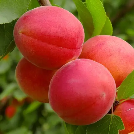 фарлис Абрикос "Фарліс", саджанці дворічні