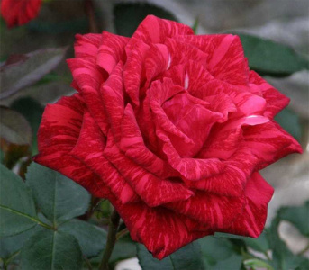 Троянда Ред інтернешенел (Red internation)