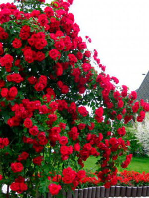 фламентанц Троянда "Фламентанц" плетиста