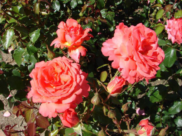 freude.jpg Троянда Фройде (Freude)