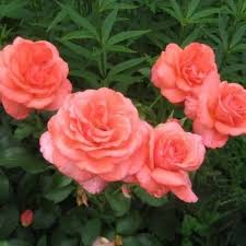 фройде Троянда Фройде (Freude)