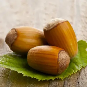 Фундук "Аурея" саджанці 4річні