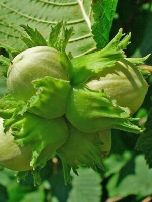 Фундук Барселонський 3