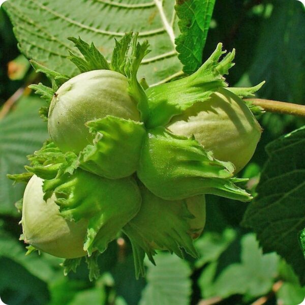 Фундук Барселонський 3