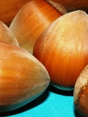 Фундук "Галле", саджанці дворічні