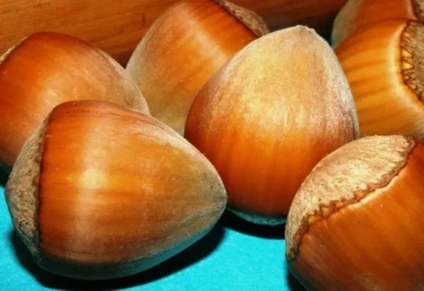 Фундук "Галле", саджанці дворічні