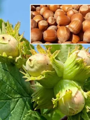 Фундук "Королівський",  саджанці 5річний