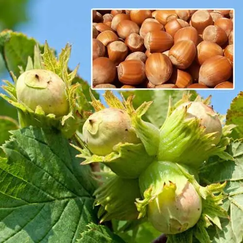 Фундук "Королівський",  саджанці 5річний