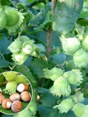 Фундук Шедевр 4річний Фундук Шедевр 4річний