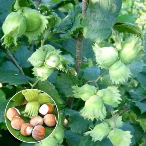 Фундук Шедевр 4річний