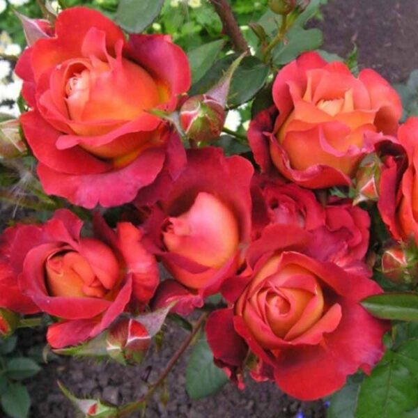 Троянда Кофе Брейк (Coffe Break)