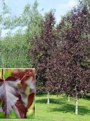 g-katalog-11043142-700x700-1.webp Береза червонолиста