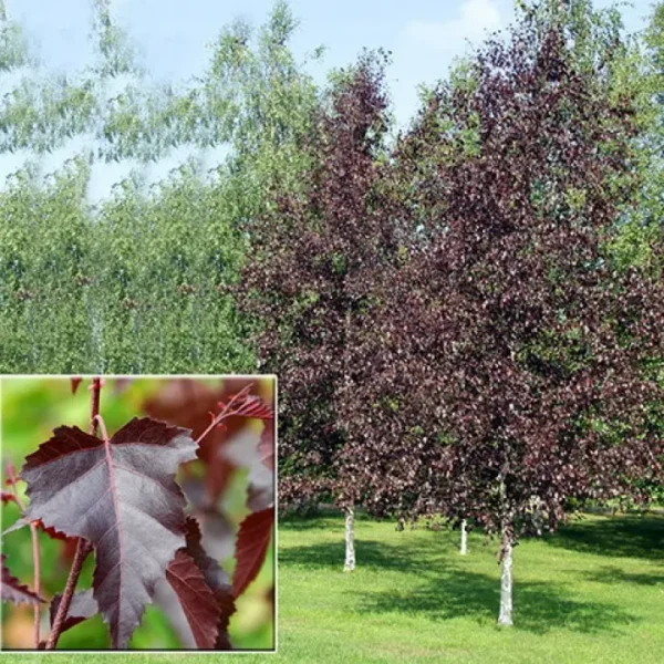 g-katalog-11043142-700x700-1.webp Береза червонолиста