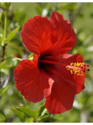 Гібіскус червоний