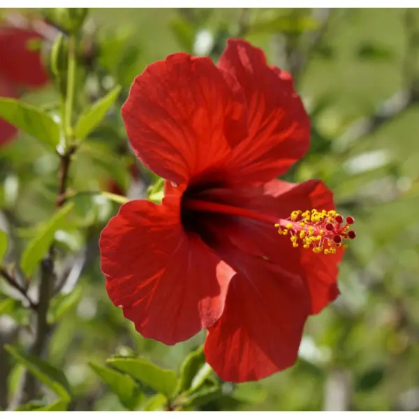 Гібіскус червоний