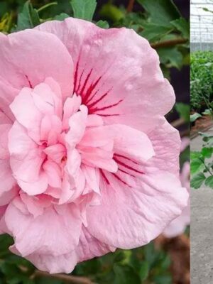 Гібіскус махровий, рожевий