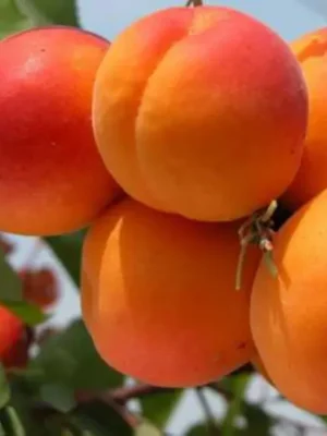Гібрид “Королівський Дисерт” Гібрид "Королівський Дисерт"(схрещений:персик-абрикос)